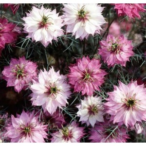 NIGELLA LOVE IN A MIST MULBERRY ROSE SEEDS - 100 SEEDS 