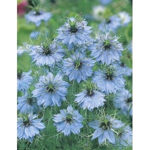 NIGELLA LOVE IN A MIST SEEDS - NIGELLA MISS JEKYLL - 150 SEEDS