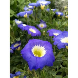 NOLANA PARADOXA BLUE BIRD SEEDS - BLUE FLOWERS WITH YELLOW CENTRES - 50 SEEDS