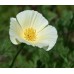 CALIFORNIA POPPY IVORY CASTLE SEEDS - ESCHSCHOLTZIA CALIFORNICA - 500 SEEDS CALIFORNIA POPPY IVORY CASTLE SEEDS - ESCHSCHOLTZIA CALIFORNICA - 500 SEEDS