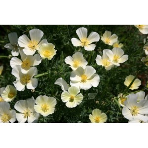 CALIFORNIA POPPY IVORY CASTLE SEEDS - ESCHSCHOLTZIA CALIFORNICA - 500 SEEDS CALIFORNIA POPPY IVORY CASTLE SEEDS - ESCHSCHOLTZIA CALIFORNICA - 500 SEEDS