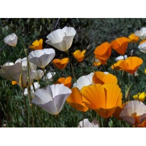 CALIFORNIA POPPY SINGLE MIX SEEDS - ESCHSCHOLTZIA CALIFORNICA - 500 SEEDS CALIFORNIA POPPY SINGLE MIX SEEDS - ESCHSCHOLTZIA CALIFORNICA - 500 SEEDS