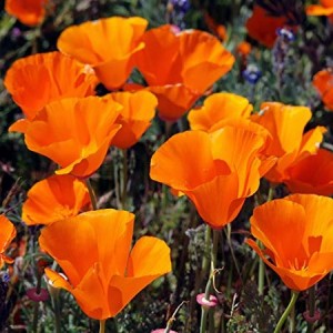 CALIFORNIA POPPY GOLDEN WEST SEEDS - ESCHSCHOLTZIA CALIFORNICA - 500 SEEDS CALIFORNIA POPPY GOLDEN WEST SEEDS - ESCHSCHOLTZIA CALIFORNICA - 500 SEEDS