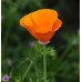 CALIFORNIA POPPY GOLDEN WEST SEEDS - ESCHSCHOLTZIA CALIFORNICA - 500 SEEDS CALIFORNIA POPPY GOLDEN WEST SEEDS - ESCHSCHOLTZIA CALIFORNICA - 500 SEEDS