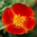 CALIFORNIA POPPY MIKADO SEEDS - ESCHSCHOLTZIA CALIFORNICA - 500 SEEDS