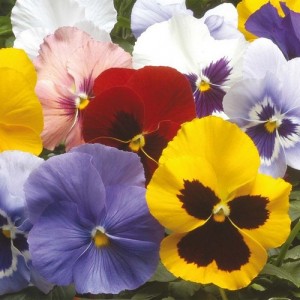 PANSY WINTER FLOWERING HIEMALIS MIX SEEDS - 100 SEEDS PANSY WINTER FLOWERING HIEMALIS MIX SEEDS - 100 SEEDS