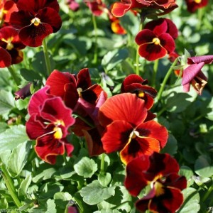 PANSY SWISS GIANT ALPINE GLOW SEEDS - RED PANSY FLOWERS - 100 SEEDS PANSY SWISS GIANT ALPINE GLOW SEEDS - RED PANSY FLOWERS - 100 SEEDS