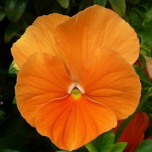 PANSY SWISS GIANT ORANGE SEEDS - ORANGE COLOUR FLOWERS - 100 SEEDS PANSY SWISS GIANT ORANGE SEEDS - ORANGE COLOUR FLOWERS - 100 SEEDS