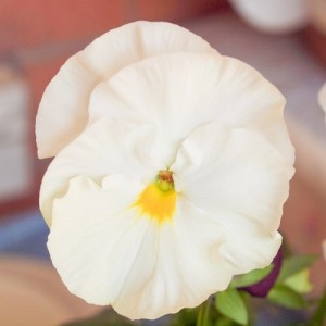 PANSY SWISS GIANT WHITE LADY SEEDS - PURE WHITE FLOWERS - 100 SEEDS PANSY SWISS GIANT WHITE LADY SEEDS - PURE WHITE FLOWERS - 100 SEEDS