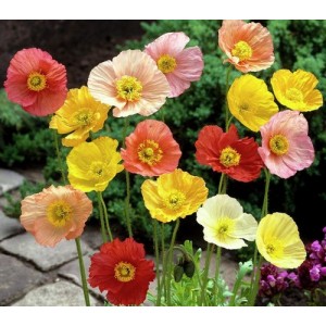 PAPAVER POPPY NUDICAULE ICELAND MIX SEEDS - MIXED COLOURS - 500 SEEDS PAPAVER POPPY NUDICAULE ICELAND MIX SEEDS - MIXED COLOURS - 500 SEEDS