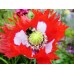 PAPAVER POPPY DANISH DWARF SEEDS - RED & WHITE SINGLE FLOWERS - 350 SEEDS PAPAVER POPPY DANISH DWARF SEEDS - RED & WHITE SINGLE FLOWERS - 350 SEEDS