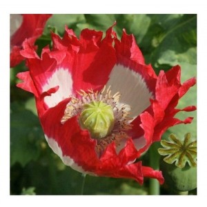 PAPAVER POPPY DANISH DWARF SEEDS - RED & WHITE SINGLE FLOWERS - 350 SEEDS PAPAVER POPPY DANISH DWARF SEEDS - RED & WHITE SINGLE FLOWERS - 350 SEEDS