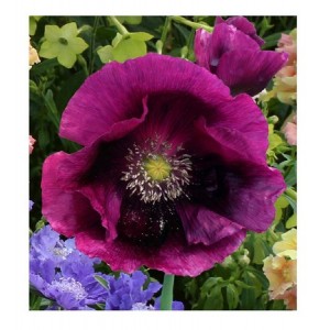 PAPAVER POPPY LAURENS GRAPE PURPLE POPPY - 500 SEEDS PAPAVER POPPY LAURENS GRAPE PURPLE POPPY - 500 SEEDS