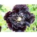 PAPAVER POPPY PAEONIFLORUM - BLACK PEONY POPPY - 250 SEEDS