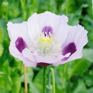 PAPAVER POPPY BLUE MOON SEEDS - WHITE WITH INNER PURPLE BLOTCH - 200 SEEDS PAPAVER POPPY BLUE MOON SEEDS - WHITE WITH INNER PURPLE BLOTCH - 200 SEEDS