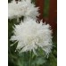 PAPAVER POPPY SWANSDOWN WHITE PEONY SEEDS - 250 SEEDS PAPAVER POPPY SWANSDOWN WHITE PEONY SEEDS - 250 SEEDS