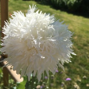 PAPAVER POPPY SWANSDOWN WHITE PEONY SEEDS - 250 SEEDS PAPAVER POPPY SWANSDOWN WHITE PEONY SEEDS - 250 SEEDS