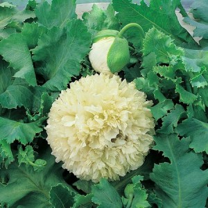 PAPAVER YELLOW PEONY POPPY - 250 SEEDS PAPAVER YELLOW PEONY POPPY - 250 SEEDS