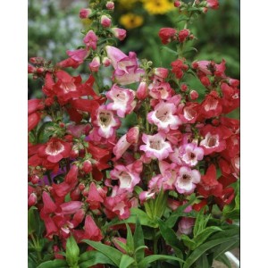 PENSTEMON CROWN HYBRID PERENNIAL SEEDS - 100 SEEDS PENSTEMON CROWN HYBRID PERENNIAL SEEDS - 100 SEEDS