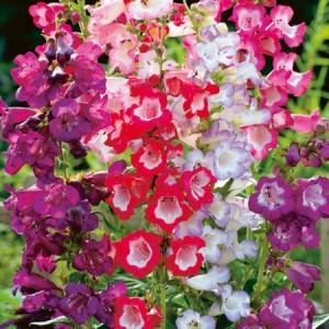 PENSTEMON HARTWEGII SENSATION MIX SEEDS - 100 SEEDS PENSTEMON HARTWEGII SENSATION MIX SEEDS - 100 SEEDS