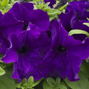 PETUNIA NANA COMPACTA ROYAL BLUE SEEDS - PURPLE / BLUE FLOWERS - 250 SEEDS PETUNIA NANA COMPACTA ROYAL BLUE SEEDS - PURPLE / BLUE FLOWERS - 250 SEEDS