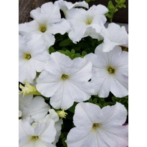 PETUNIA NANA COMPACTA SNOWBALL SNOW BALL WHITE SEEDS - 250 SEEDS PETUNIA NANA COMPACTA SNOWBALL SNOW BALL WHITE SEEDS - 250 SEEDS