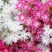 PHLOX DRUMMONDA CUSPIDATA TWINKLE STAR MIXED SEEDS - 100 SEEDS PHLOX DRUMMONDA CUSPIDATA TWINKLE STAR MIXED SEEDS - 100 SEEDS