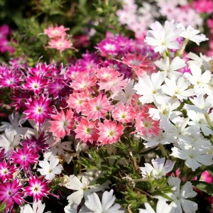 PHLOX DRUMMONDA CUSPIDATA TWINKLE STAR MIXED SEEDS - 100 SEEDS PHLOX DRUMMONDA CUSPIDATA TWINKLE STAR MIXED SEEDS - 100 SEEDS