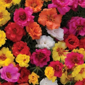 PORTULACA GRANDIFLORA DOUBLE MIX SEEDS - MIXED COLOUR DOUBLE FLOWERS - 500 SEEDS