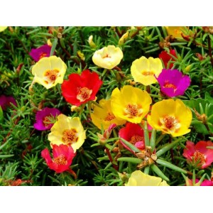 PORTULACA GRANDIFLORA SINGLE MIX SEEDS - MIXED COLOUR FLOWERS - 500 SEEDS PORTULACA GRANDIFLORA SINGLE MIX SEEDS - MIXED COLOUR FLOWERS - 500 SEEDS