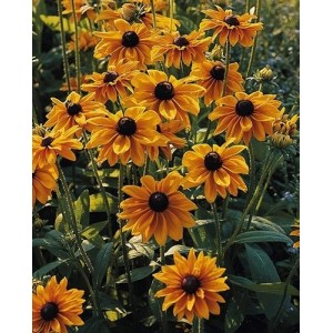 RUDBECKIA HIRTA MARMALADE SEEDS - BLACK EYED SUSAN - 250 SEEDS RUDBECKIA HIRTA MARMALADE SEEDS - BLACK EYED SUSAN - 250 SEEDS