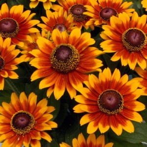 RUDBECKIA HIRTA RUSTIC DWARFS MIXED SEEDS - BLACK EYED SUSAN - 250 SEEDS RUDBECKIA HIRTA RUSTIC DWARFS MIXED SEEDS - BLACK EYED SUSAN - 250 SEEDS