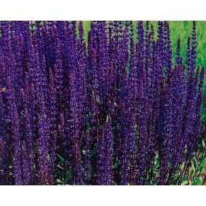 SALVIA NEMOROSA VIOLET QUEEN SEEDS - PURPLE FLOWERS - 100 SEEDS