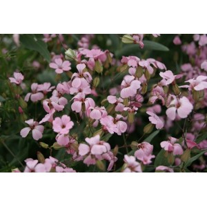 SAPONARIA VACCARIA PINK BEAUTY SEEDS - PINK FLOWERS - SOAPWORT - 100 SEEDS SAPONARIA VACCARIA PINK BEAUTY SEEDS - PINK FLOWERS - SOAPWORT - 100 SEEDS