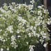 SAPONARIA VACCARIA WHITE SEEDS - WHITE FLOWERS - SOAPWORT - 100 SEEDS SAPONARIA VACCARIA WHITE SEEDS - WHITE FLOWERS - SOAPWORT - 100 SEEDS