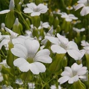 SAPONARIA VACCARIA WHITE SEEDS - WHITE FLOWERS - SOAPWORT - 100 SEEDS SAPONARIA VACCARIA WHITE SEEDS - WHITE FLOWERS - SOAPWORT - 100 SEEDS