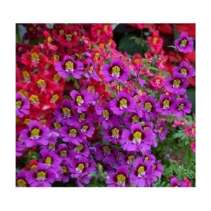 SCHIZANTHUS ANGEL WINGS MIXED SEEDS - MIXED COLOUR FLOWERS - 500 SEEDS SCHIZANTHUS ANGEL WINGS MIXED SEEDS - MIXED COLOUR FLOWERS - 500 SEEDS