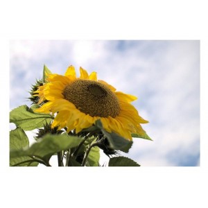 SUNFLOWER - GIANT TITAN SUNFLOWER - HELIANTHUS ANNUUS - 20 SEEDS