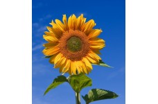 SUNFLOWER - RUSSIAN GIANT GREY STRIPED - HELIANTHUS ANNUUS - 20 SEEDS SUNFLOWER - RUSSIAN GIANT GREY STRIPED - HELIANTHUS ANNUUS - 20 SEEDS