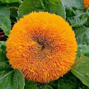 SUNFLOWER TEDDY BEAR SEEDS - GOLDEN YELLOW HELIANTHUS ANNUUS - 20 SEEDS SUNFLOWER TEDDY BEAR SEEDS - GOLDEN YELLOW HELIANTHUS ANNUUS - 20 SEEDS