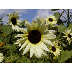 SUNFLOWER - VANILLA ICE - HELIANTHUS ANNUUS - YELLOW & CREAM - 20 SEEDS SUNFLOWER - VANILLA ICE - HELIANTHUS ANNUUS - YELLOW & CREAM - 20 SEEDS