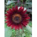 SUNFLOWER VELVET QUEEN SEEDS - DARK RED HELIANTHUS ANNUUS - 20 SEEDS