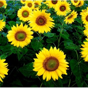 SUNFLOWER GIANT YELLOW SEEDS - SINGLE FLOWERED HELIANTHUS UNIFLORUS GIGANTEUS - 20 SEEDS SUNFLOWER GIANT YELLOW SEEDS - SINGLE FLOWERED HELIANTHUS UNIFLORUS GIGANTEUS - 20 SEEDS