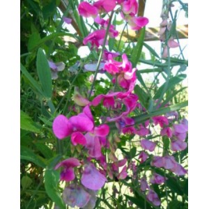 SWEET PEA MIXED CLIMBER TRELLIS WIGWAMS BASKETS - 50 SEEDS SWEET PEA MIXED CLIMBER TRELLIS WIGWAMS BASKETS - 50 SEEDS