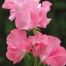SWEET PEA MIXED CLIMBER TRELLIS WIGWAMS BASKETS - 50 SEEDS SWEET PEA MIXED CLIMBER TRELLIS WIGWAMS BASKETS - 50 SEEDS