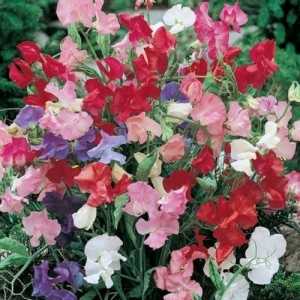 SWEET PEA DWARF BIJOU MIX SEEDS - MIXED COLOUR LATHYDORUS ODORATUS - 40 SEEDS SWEET PEA DWARF BIJOU MIX SEEDS - MIXED COLOUR LATHYDORUS ODORATUS - 40 SEEDS