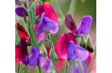SWEET PEA GRANDIFLORA MATUCANA SEEDS - BLUE & PURPLE LATHYDORUS ODORATUS - 20 SEEDS SWEET PEA GRANDIFLORA MATUCANA SEEDS - BLUE & PURPLE LATHYDORUS ODORATUS - 20 SEEDS