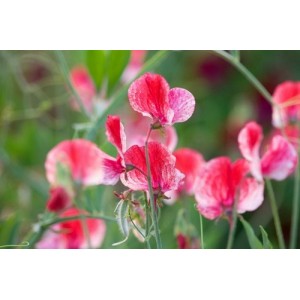 SWEET PEA HEIRLOOM AMERICA SEEDS - CREAM & CRIMSON RIPPLE LATHYDORUS ODORATUS - 20 SEEDS SWEET PEA HEIRLOOM AMERICA SEEDS - CREAM & CRIMSON RIPPLE LATHYDORUS ODORATUS - 20 SEEDS