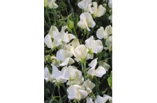 SWEET PEA HEIRLOOM MRS COLLIER SEEDS - CREAM LATHYDORUS ODORATUS - 20 SEEDS SWEET PEA HEIRLOOM MRS COLLIER SEEDS - CREAM LATHYDORUS ODORATUS - 20 SEEDS