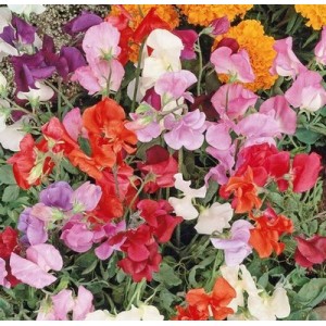 SWEET PEA KNEE HIGH DWARF SEEDS - MIXED COLOUR LATHYDORUS ODORATUS - 40 SEEDS